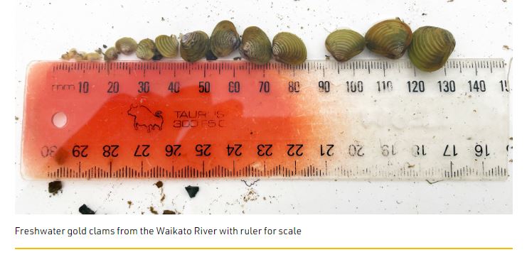 Invasive clam2