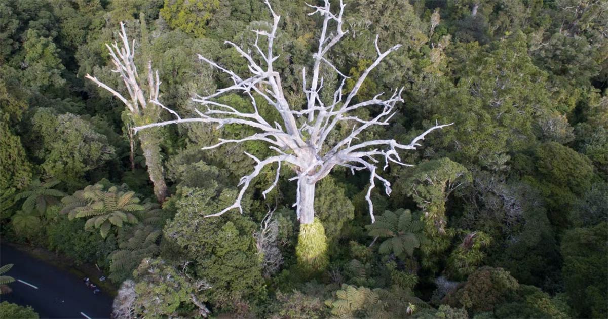 Kauri-Dieback