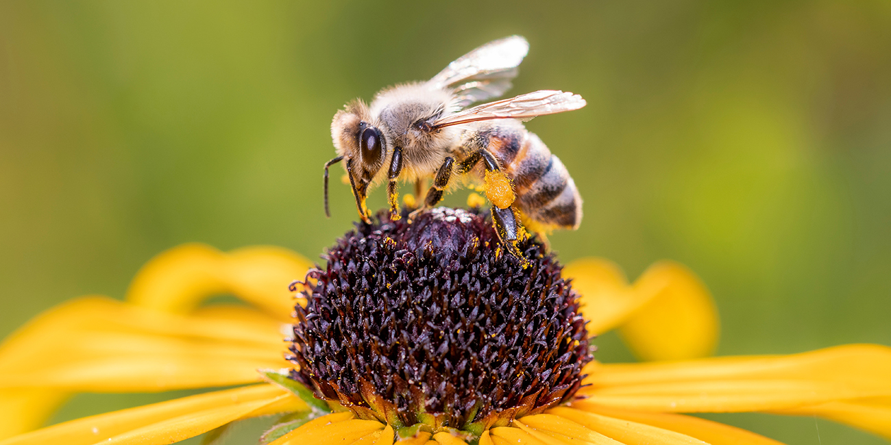 miljokartlegging-natur-miljoradgiver-wsp