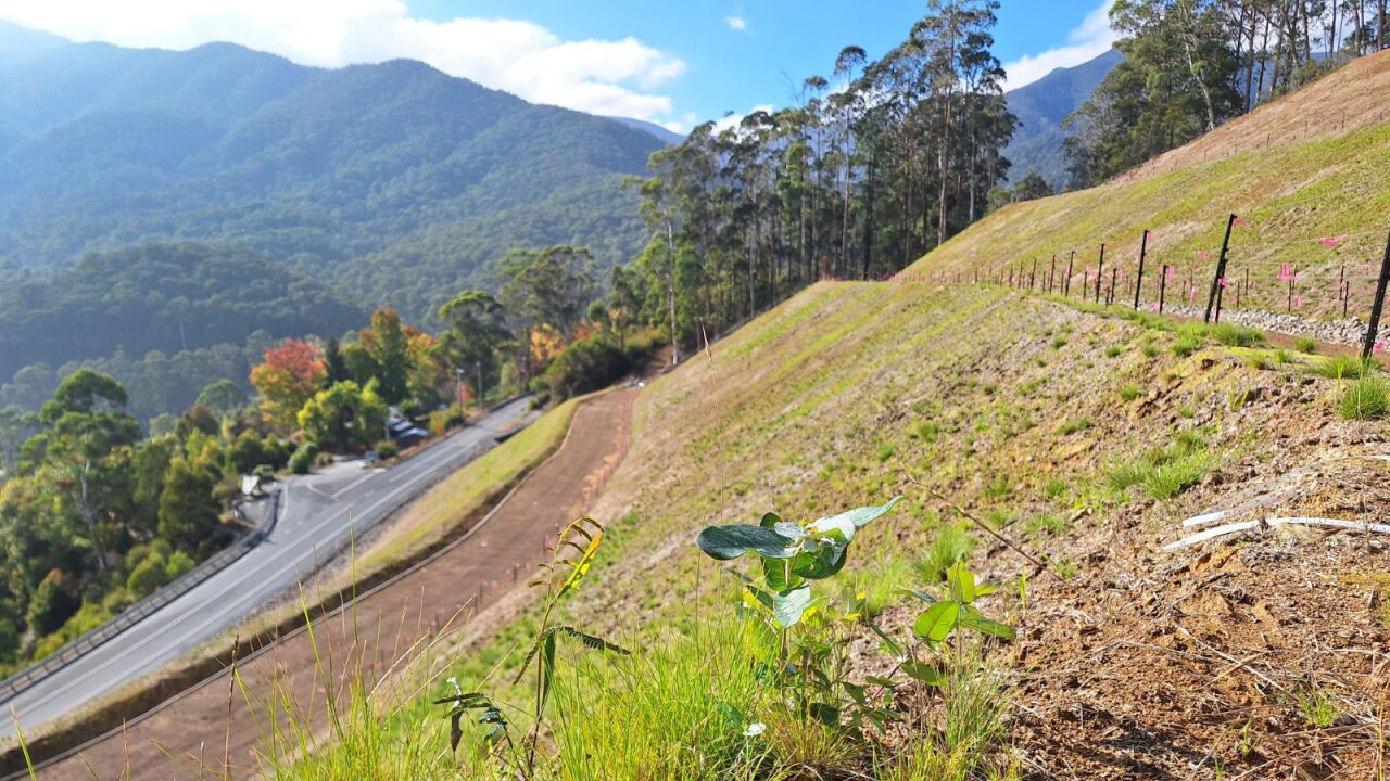 img-bogong-03