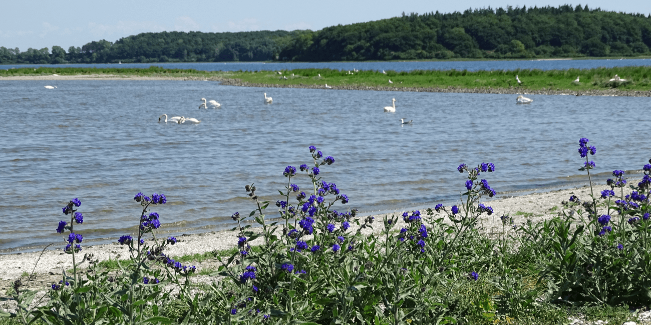 Img-skjoldungernes land