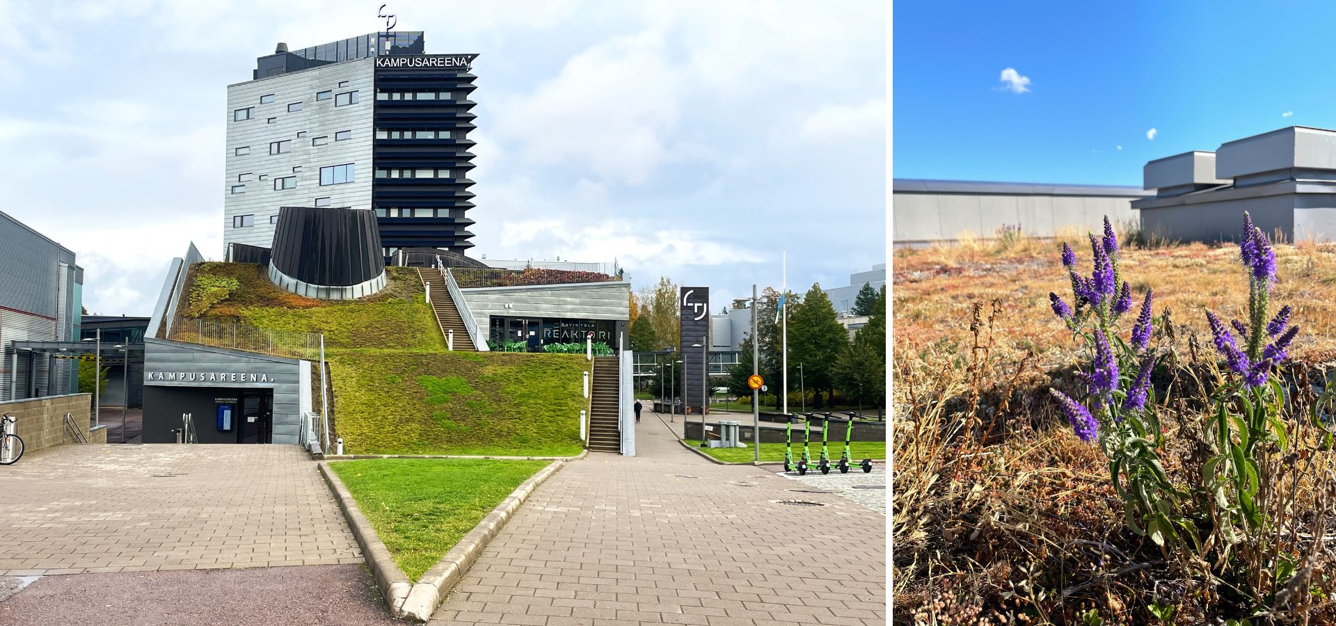 img-tampereen-kasvikattolinjaus-kattoja