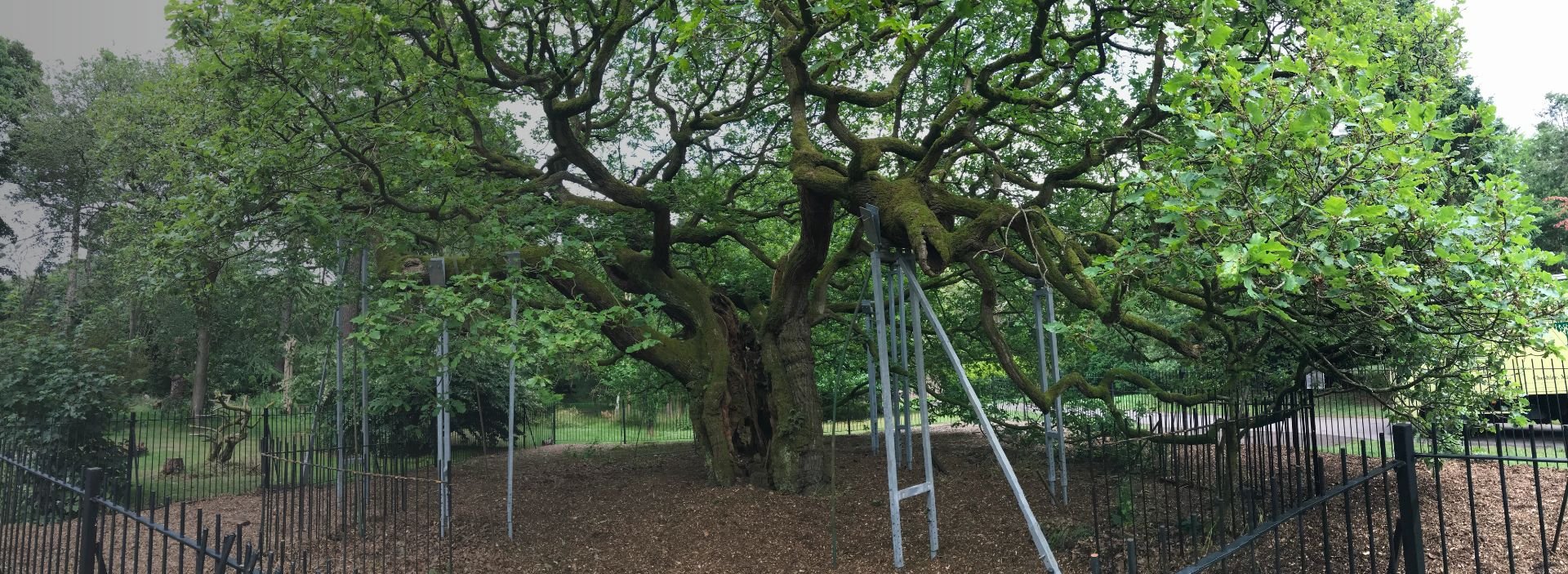 bnr-Allerton-Oak