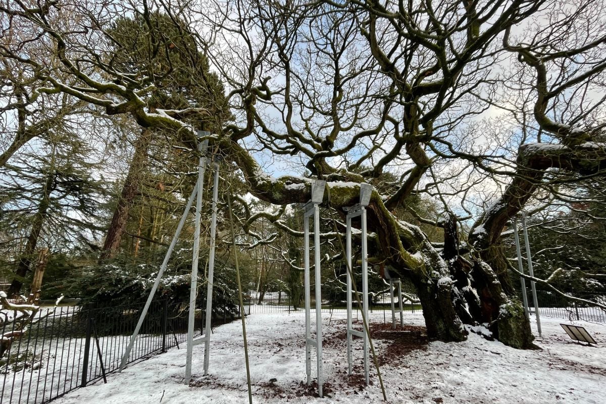 img-Allerton-Oak-1