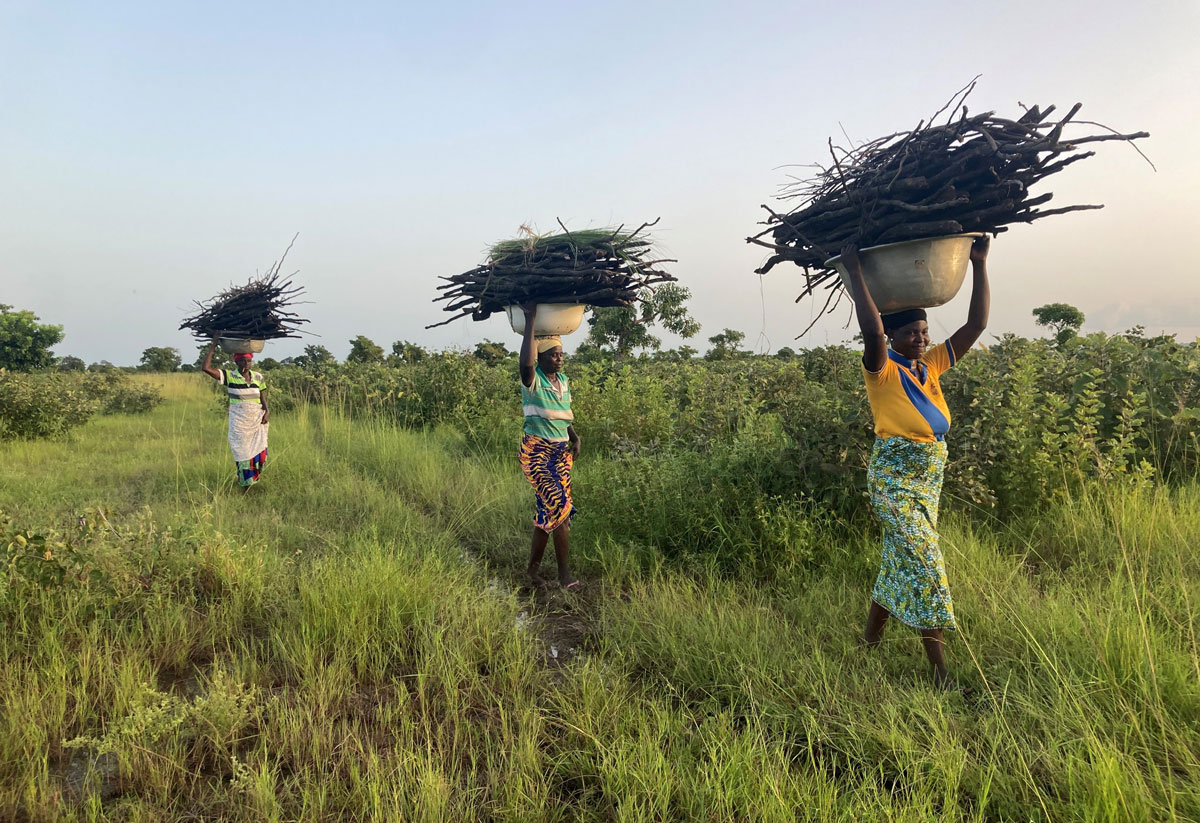 img-west-africa-transmission-01a