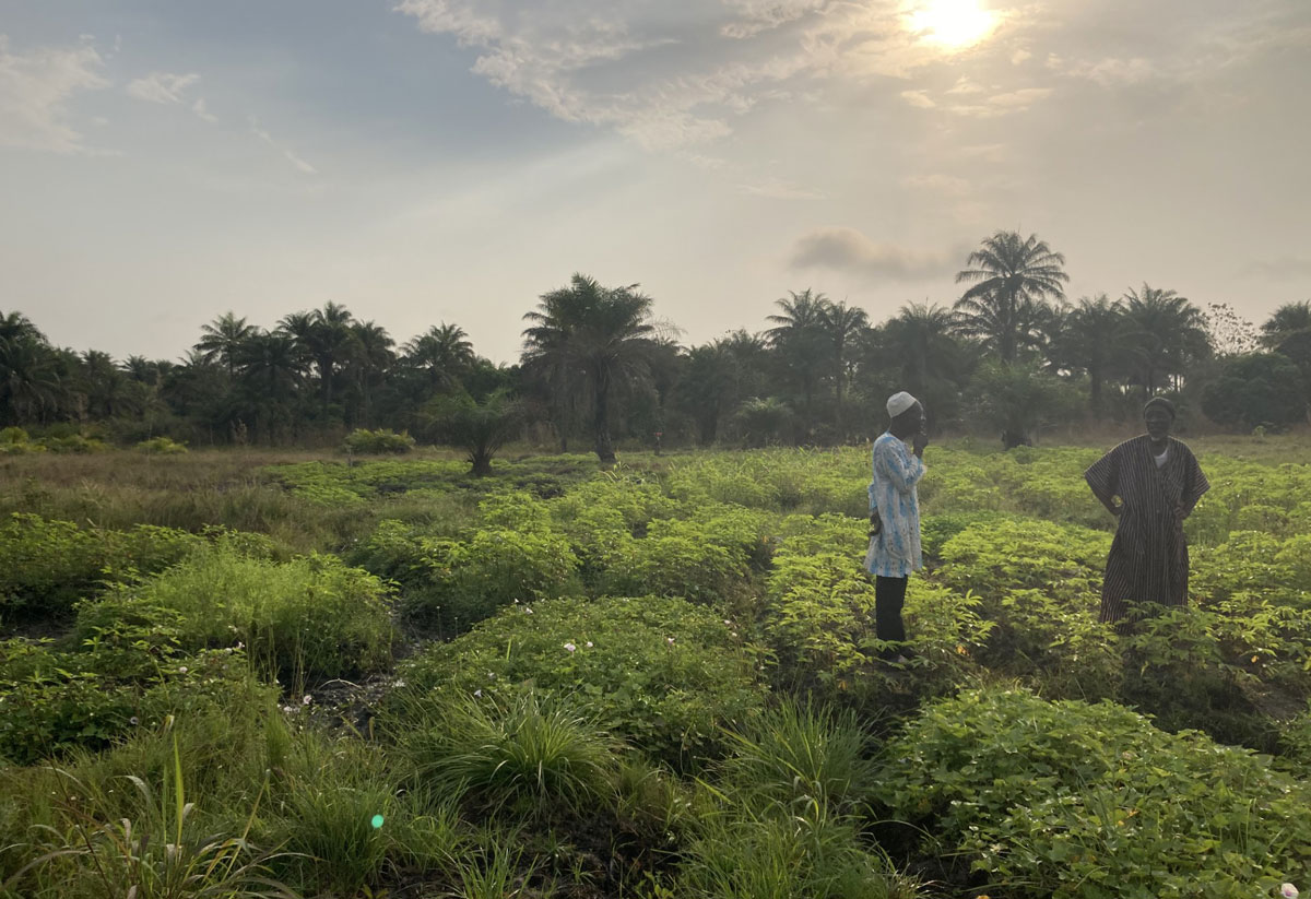 img-west-africa-transmission-03a