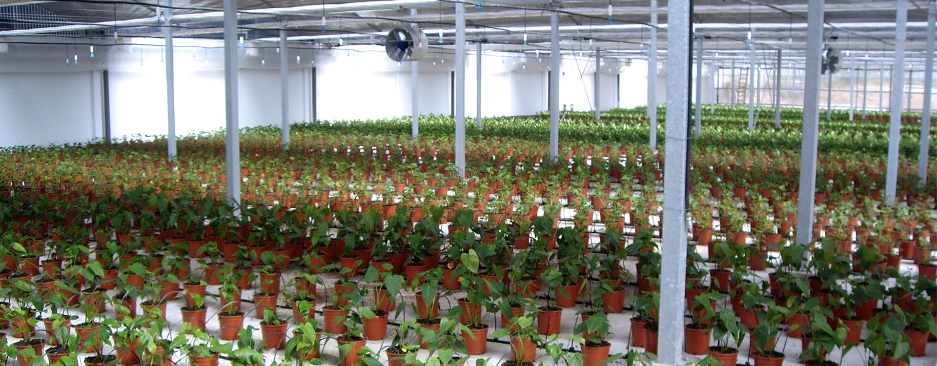 Img-Coronil-Greenhouse-Spain-01