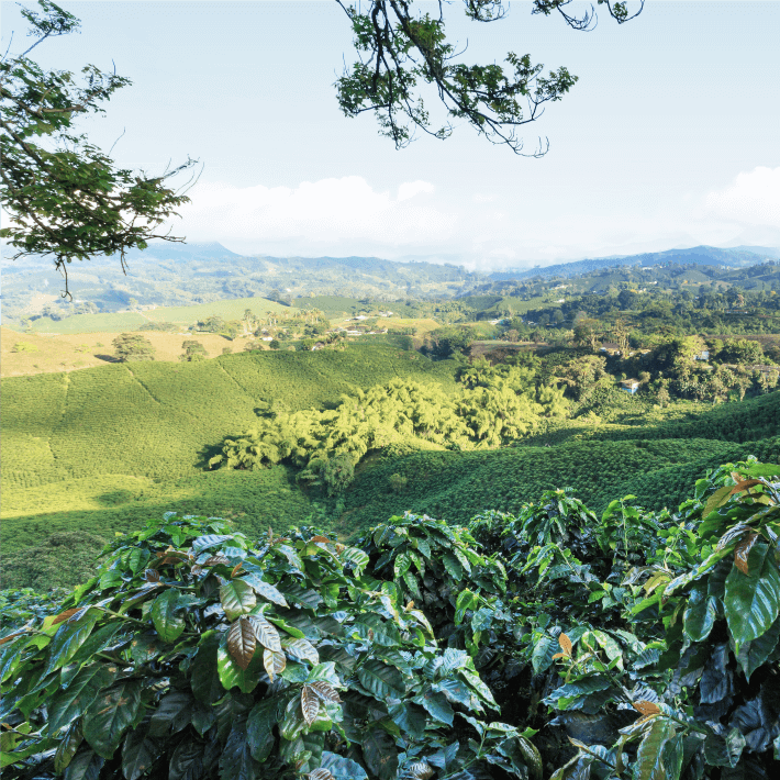 img-Southwest-Reinforcement-Colombia-CoffeeLandscape