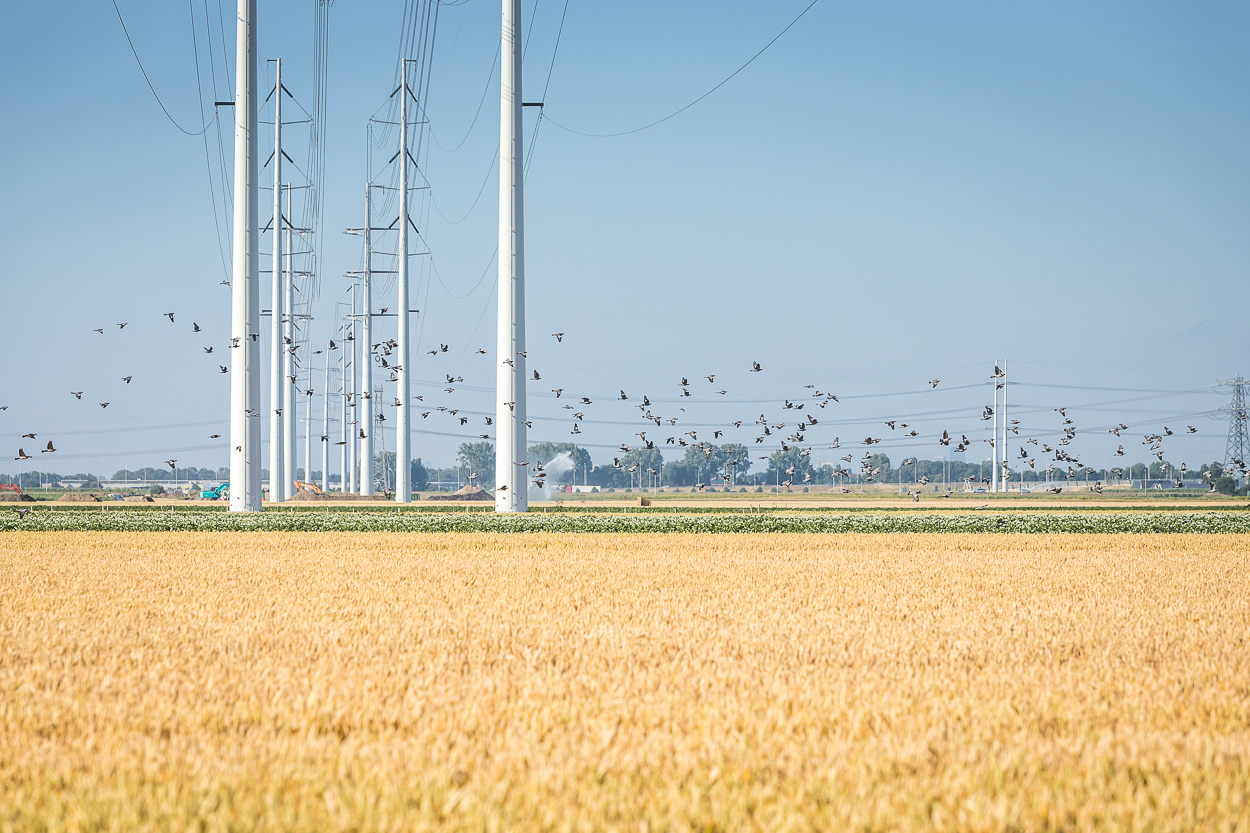 380kv randstad