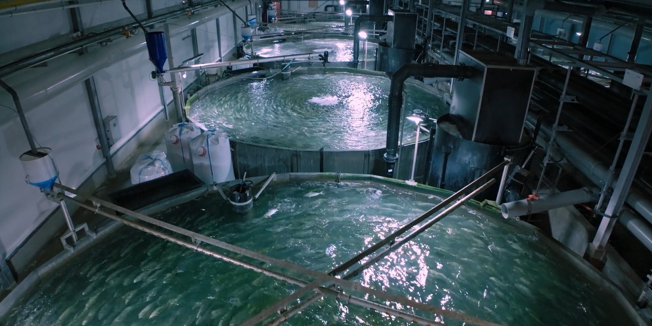 img-website-the-kingfish-company-boven-water