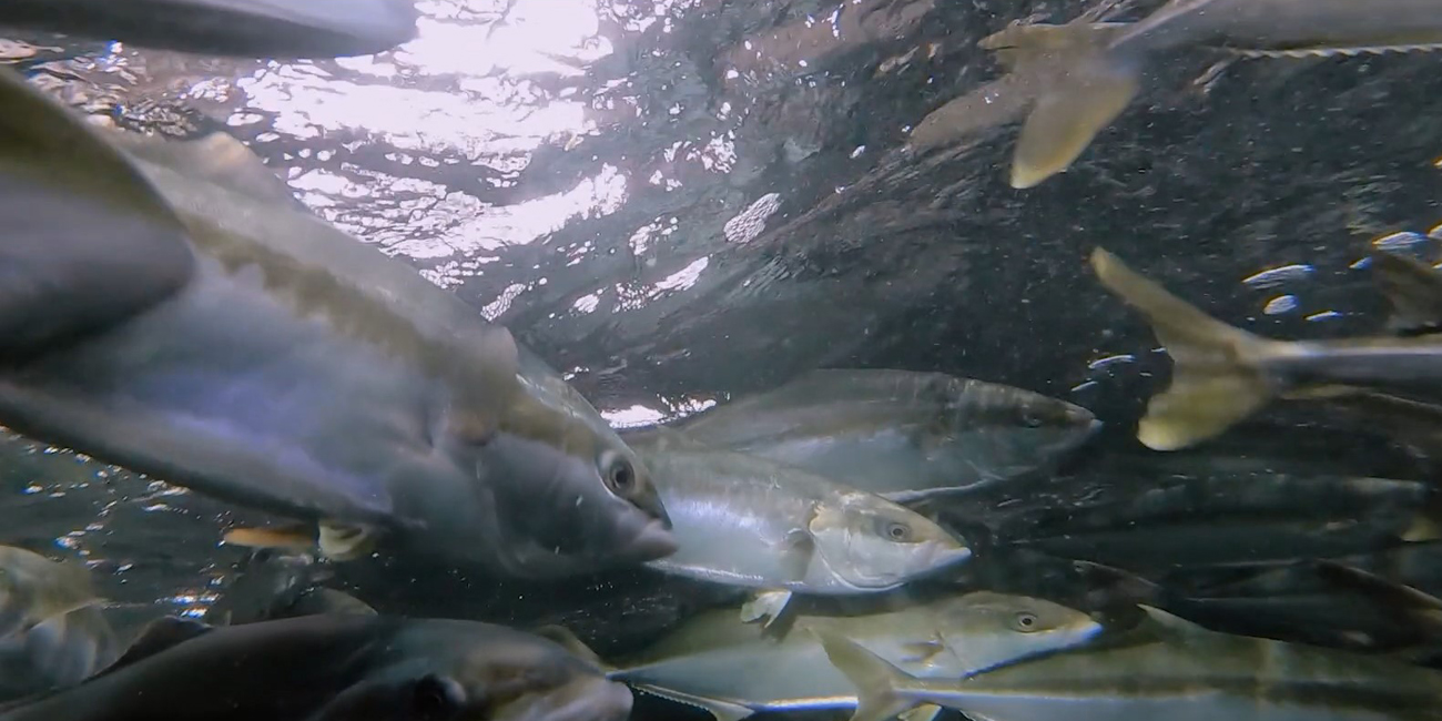 img-website-the-kingfish-company-onder-water1