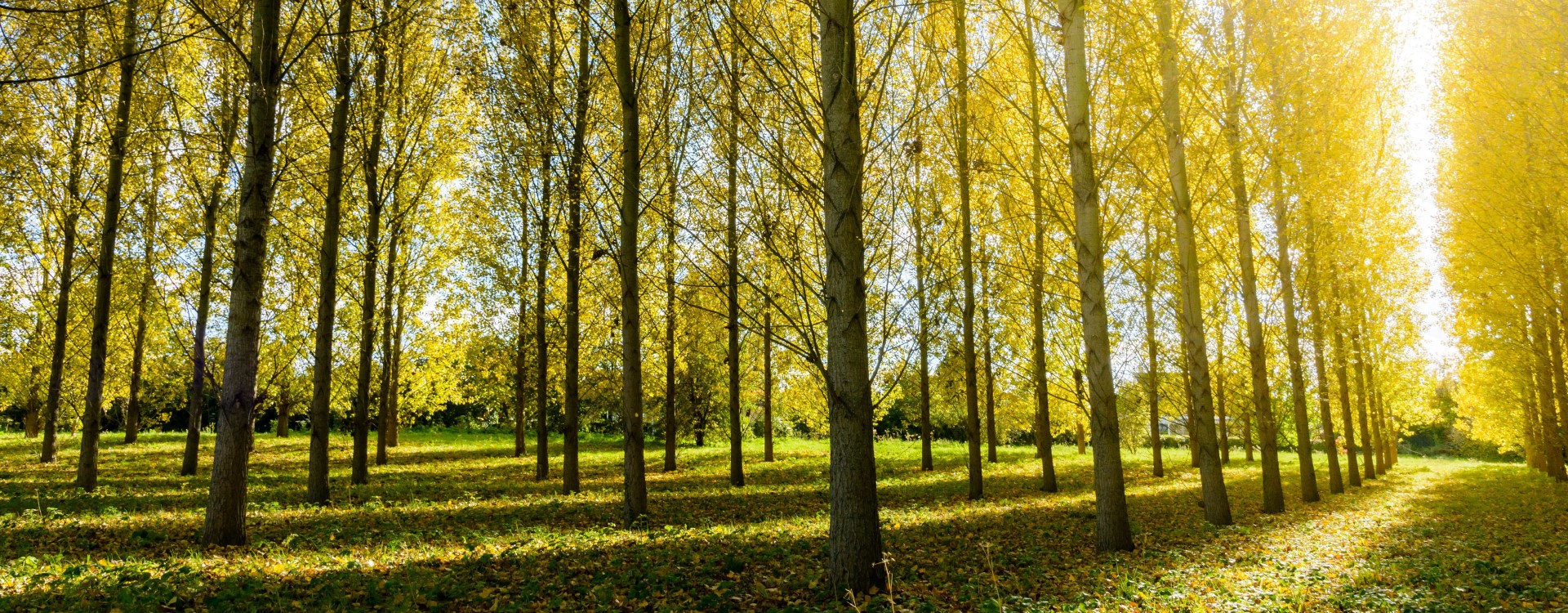bnr_project_agroforestry