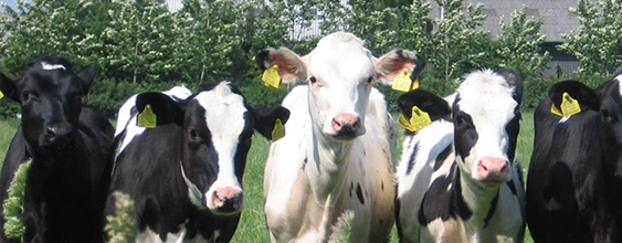 thn-fonterra