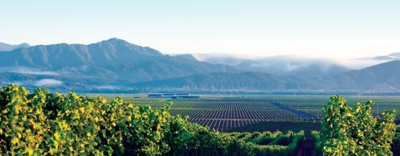thn_Delegat Winery_Birch Hill Project Image