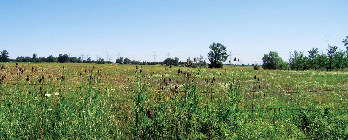 Usługi: ekologia i środowisko naturalne