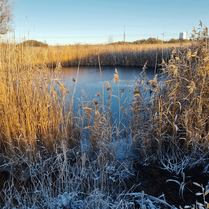 Dagvattendamm som ingår i sedimentprovtagningen.
