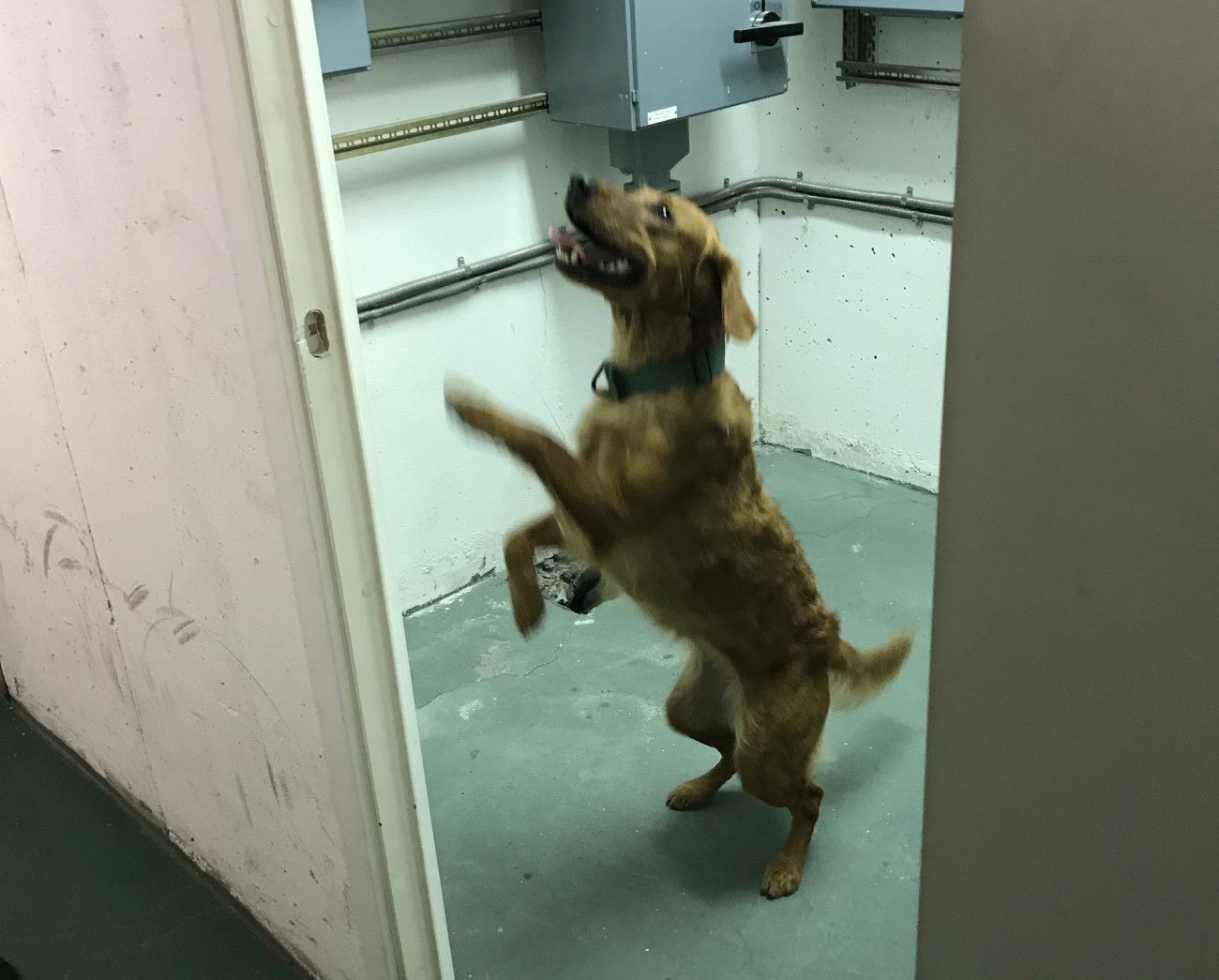 Föroreningshund som markerar förekomst av klorerade föroreningar
