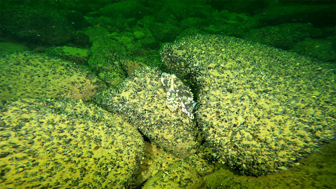 img-sunnanvind Bottenhabitat