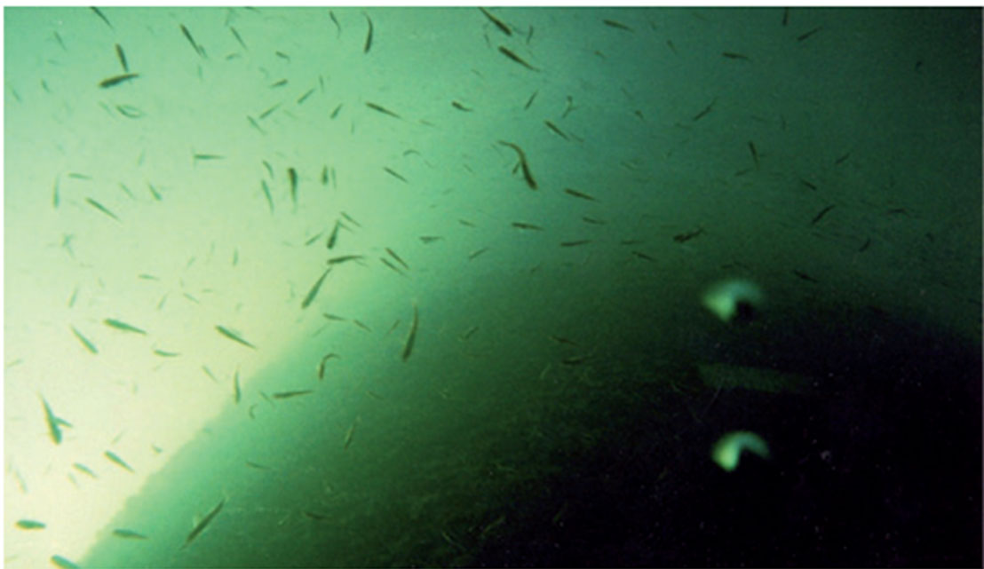 img-sunnanvind natura 2000
