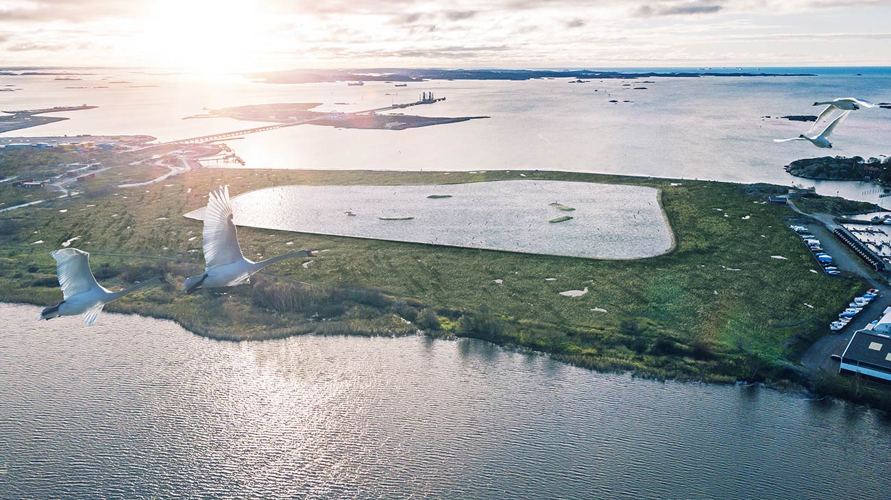 Vadhav för sjöfåglar i Torsviken utanför Göteborg.