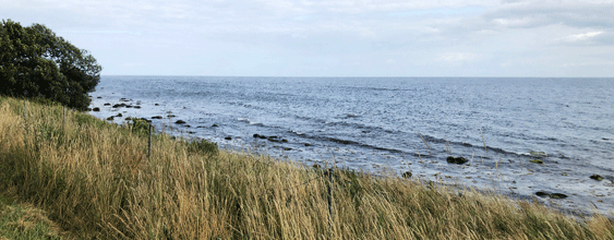 Strandkant i Ystad.