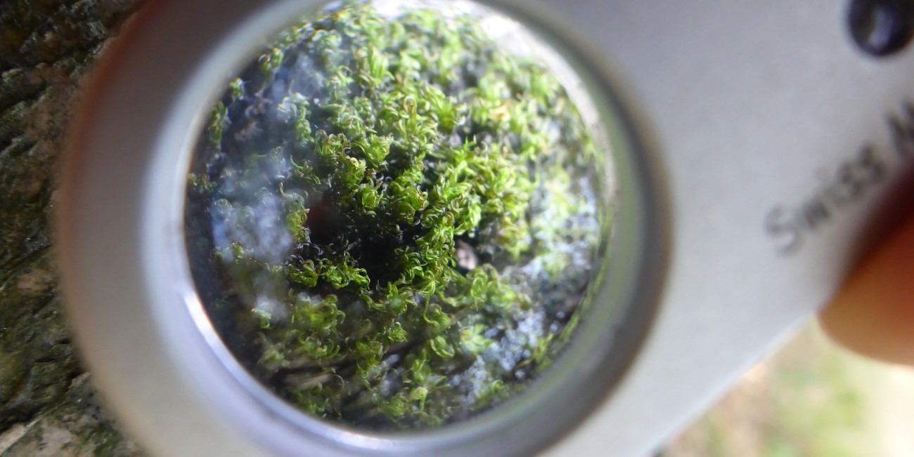 Foto på mossa sedd genom förstoringsglas