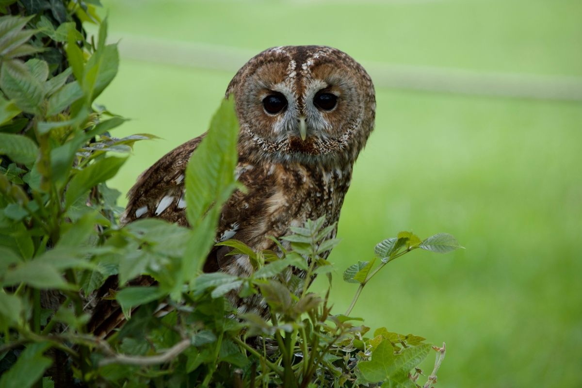 in-page-biodiversity-owl updated