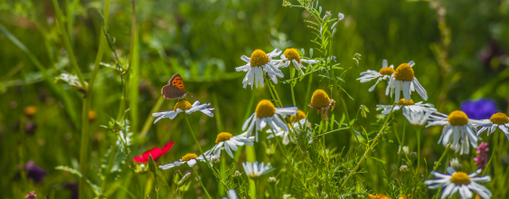 thumbnail-nuclear-biodiversity
