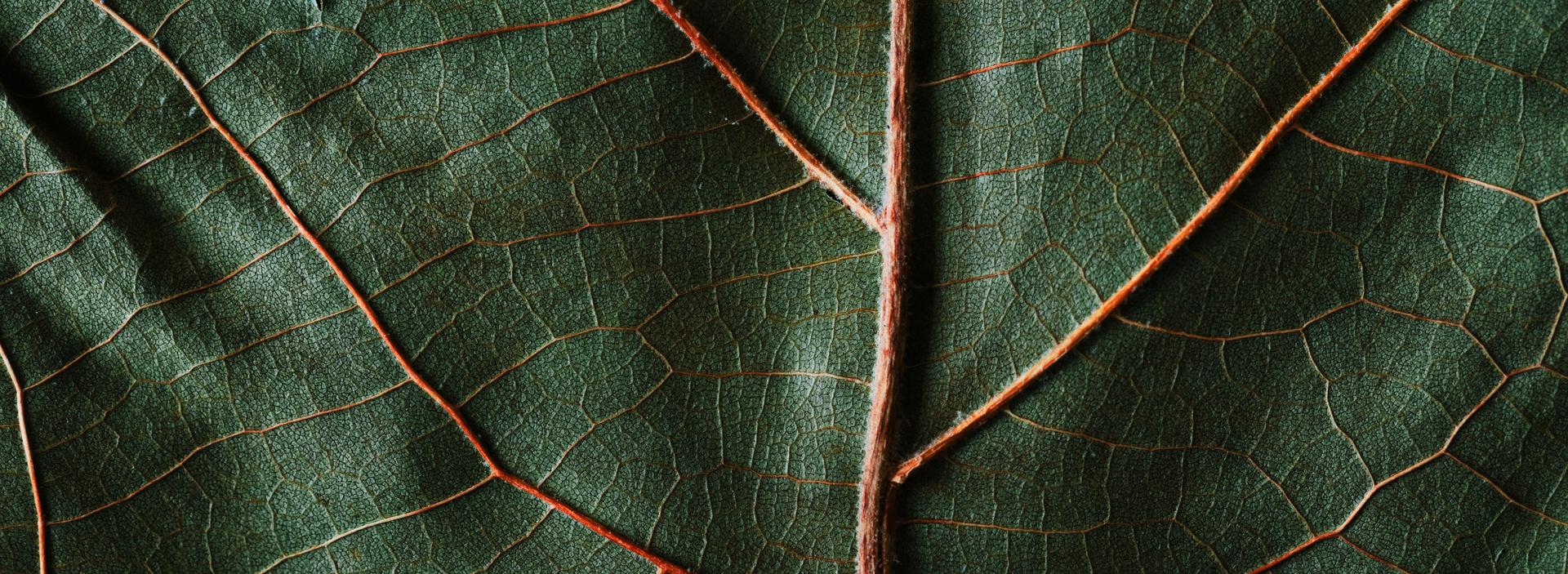 img-macro-shot-of-green-leaf