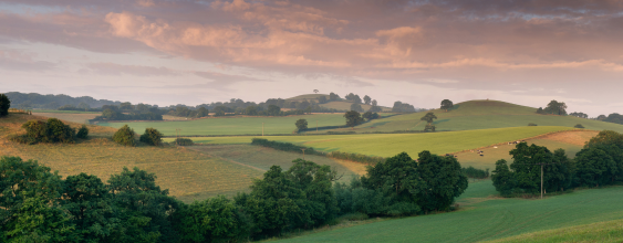 thumbnail-resilient-somerset