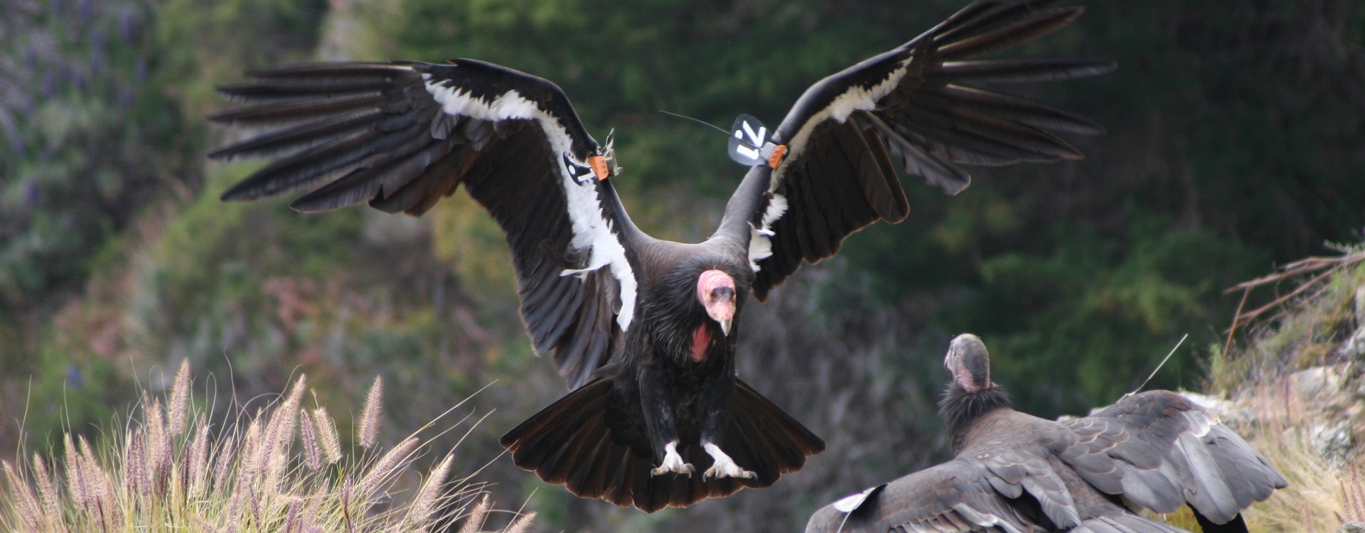 bnr-condors-project
