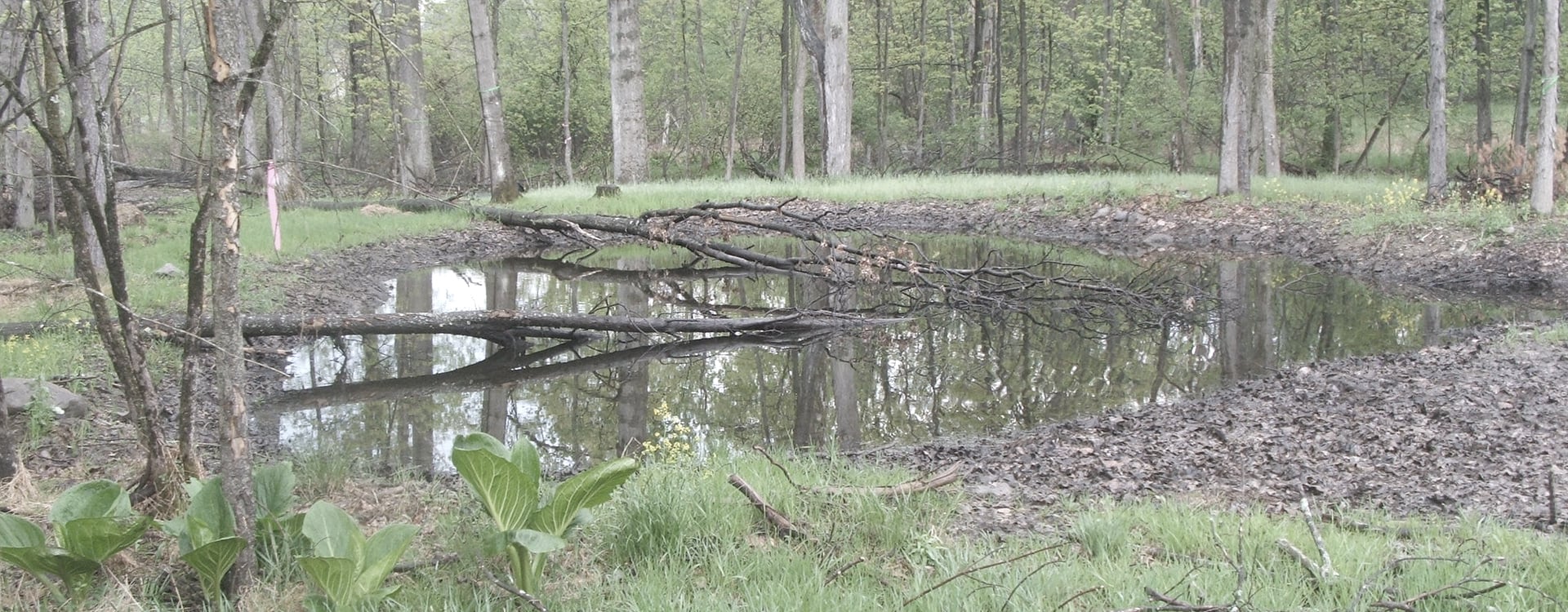 Vernal pool in wooded area surrounding Stewart International Airport