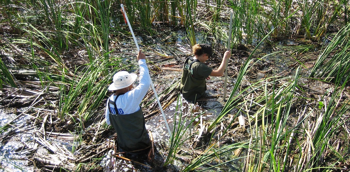 img-ene-everglades1