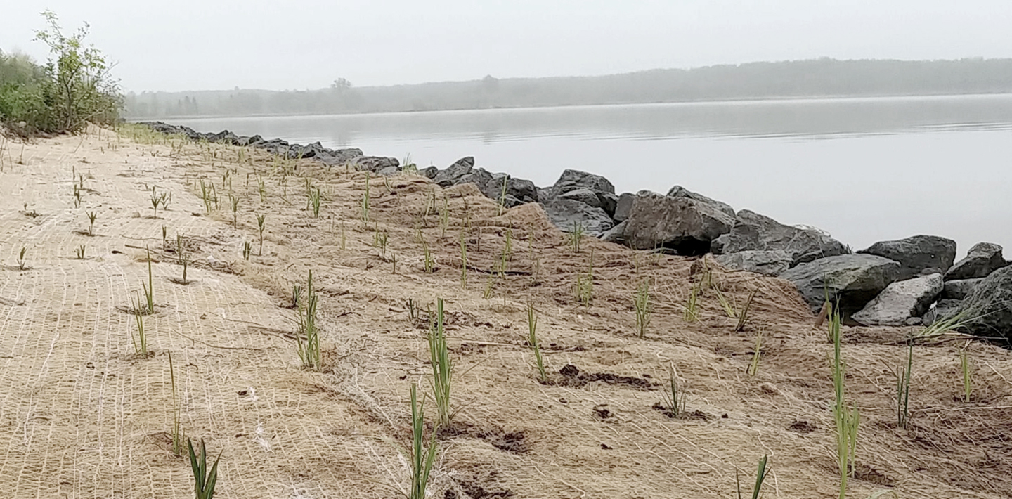 img-wsp-freshly-planted-living-shoreline
