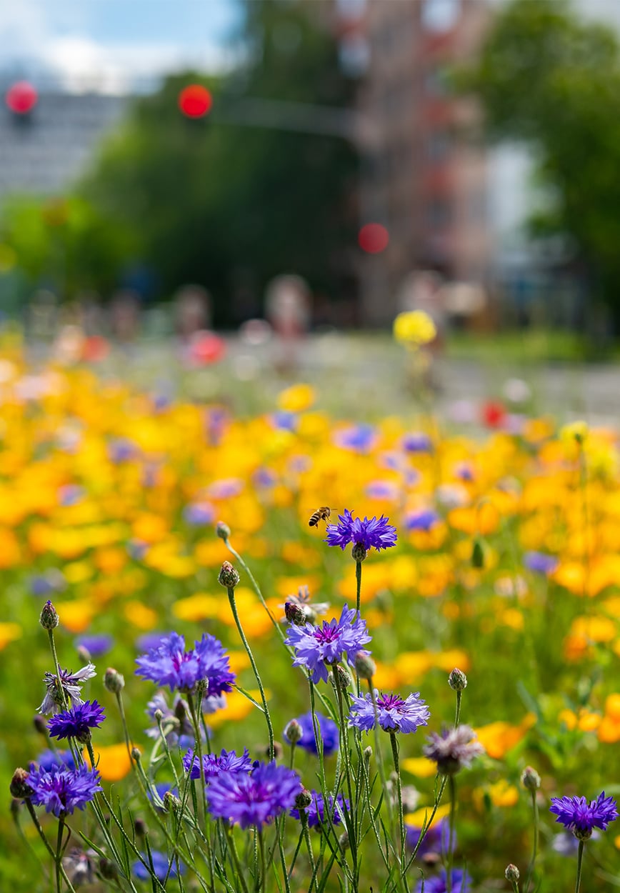 img-expertise-environmental palnning