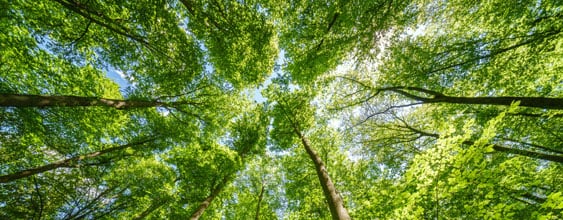 thn-environmental-social-impact-2026