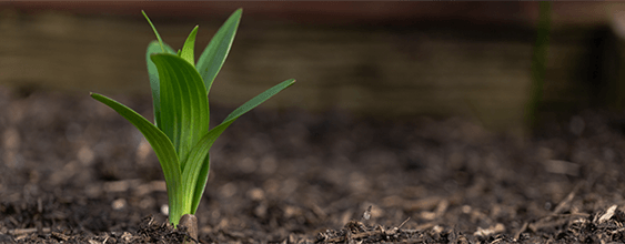 thn-Sustainability and management strategies