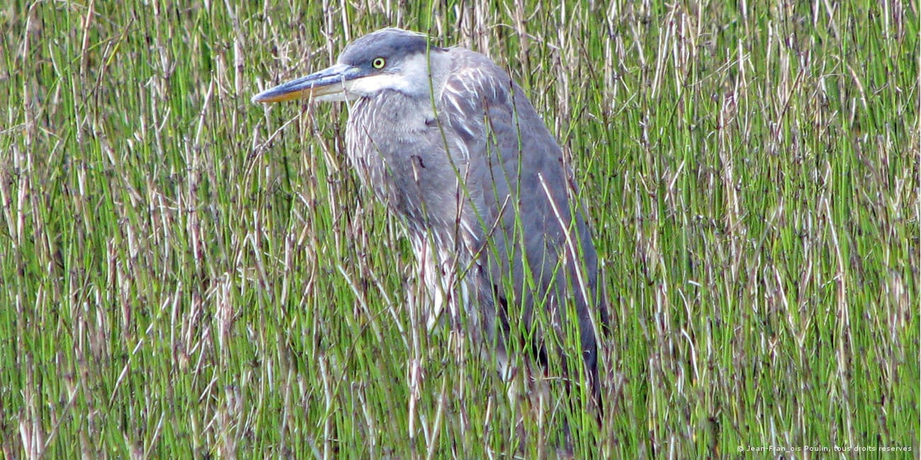 img-biodiversitet