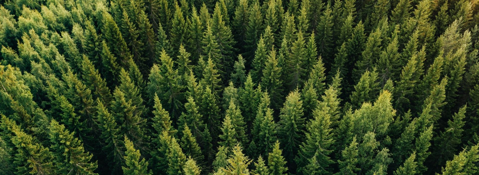 bnr-biodiversiteettisuunnittelu