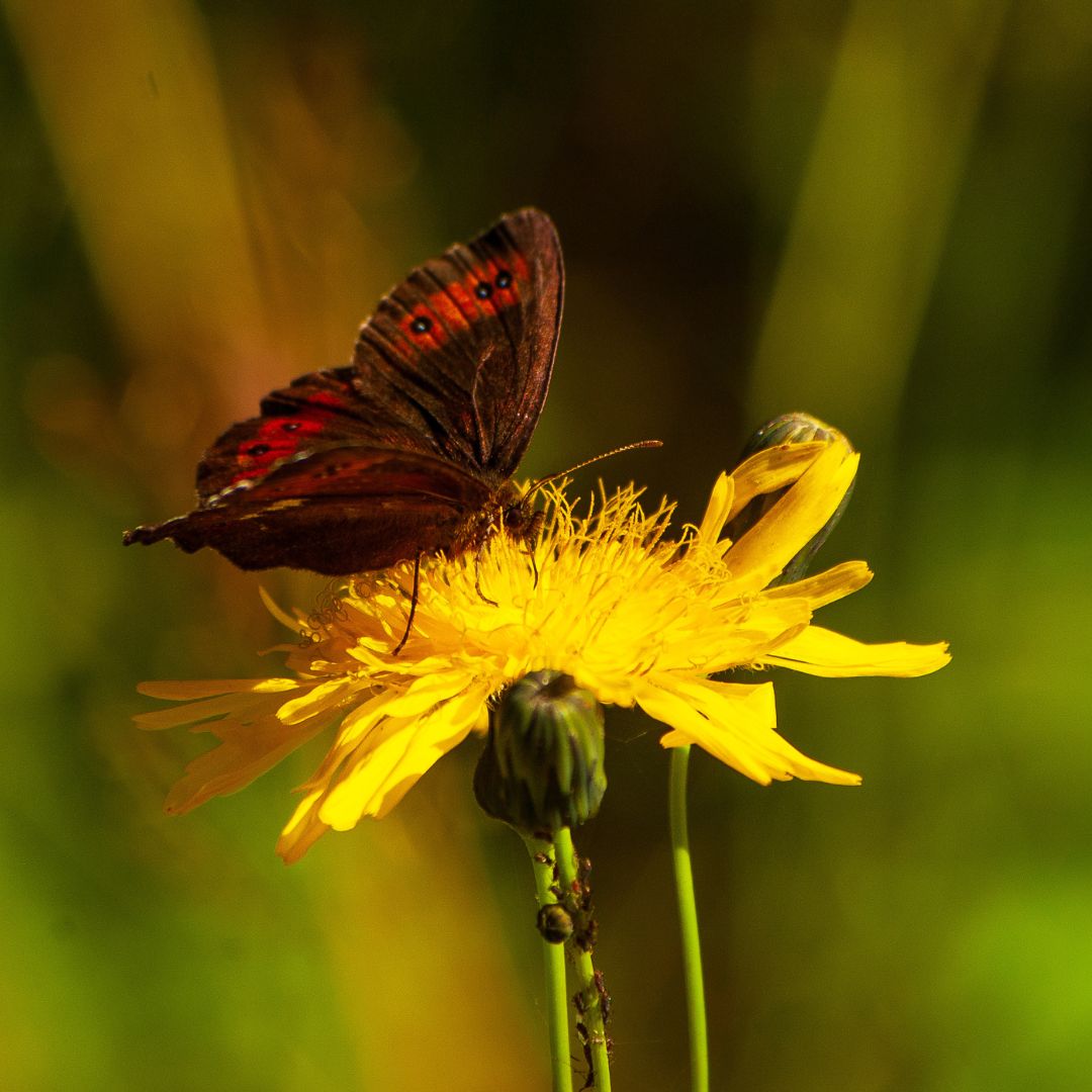 img-biodiversiteettisuunnittelu1