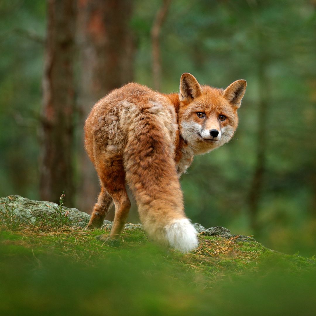 img-biodiversiteettisuunnittelu2