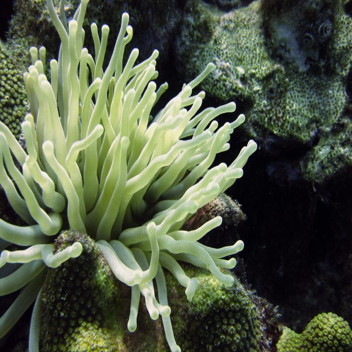 Anemone