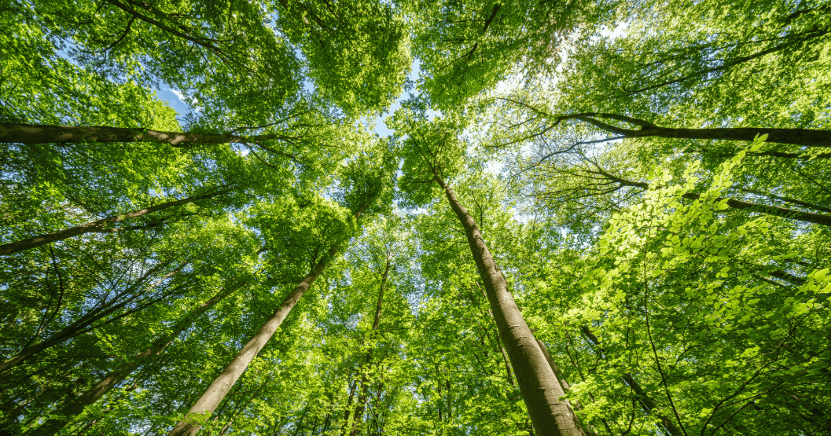 Sostenibilit alberi content image