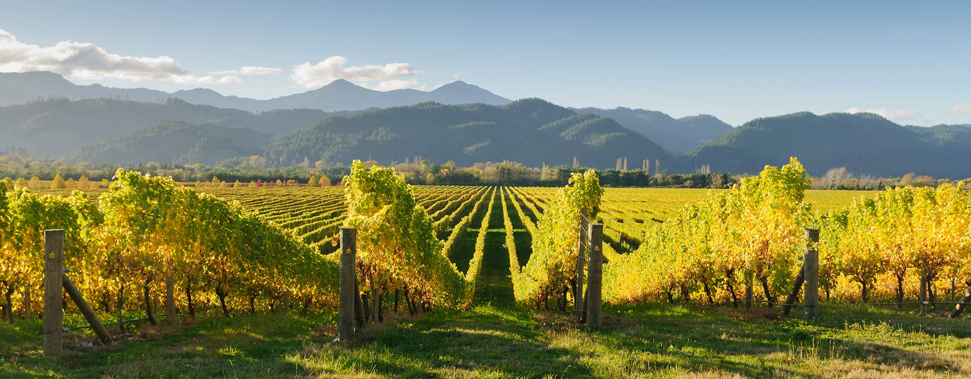 bnr-vineyard