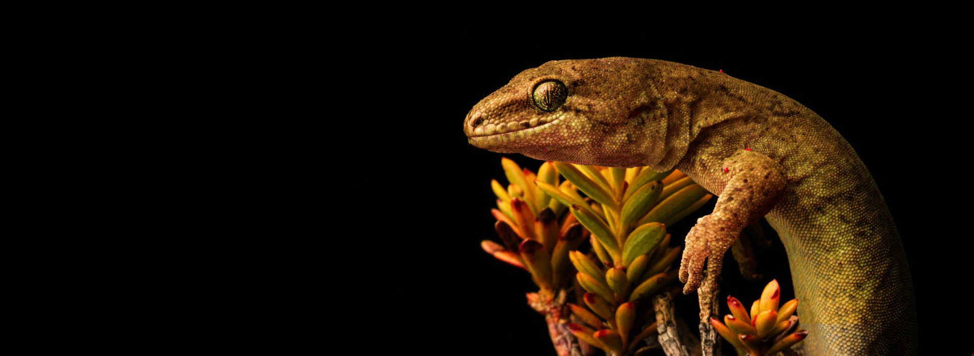 bnr_indigenous_lizards_ecology_wsp_New Zealand