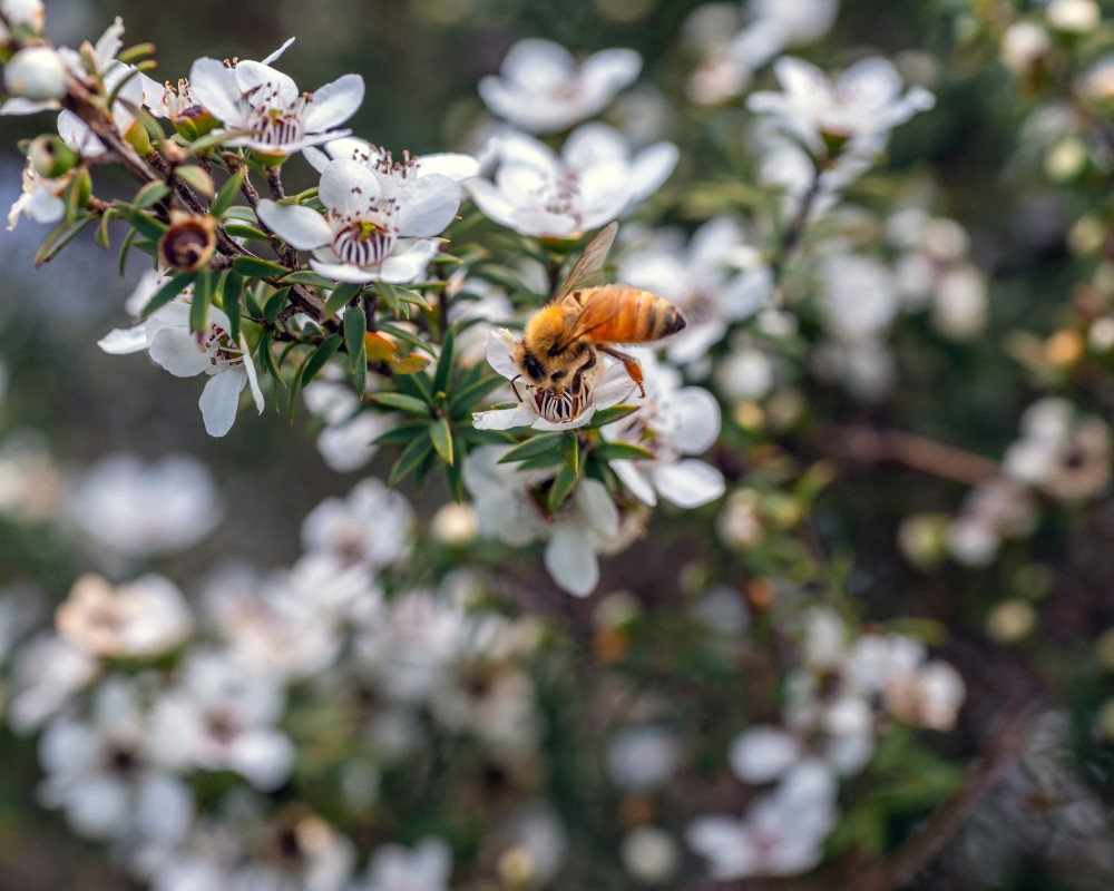 img_manuka and bee