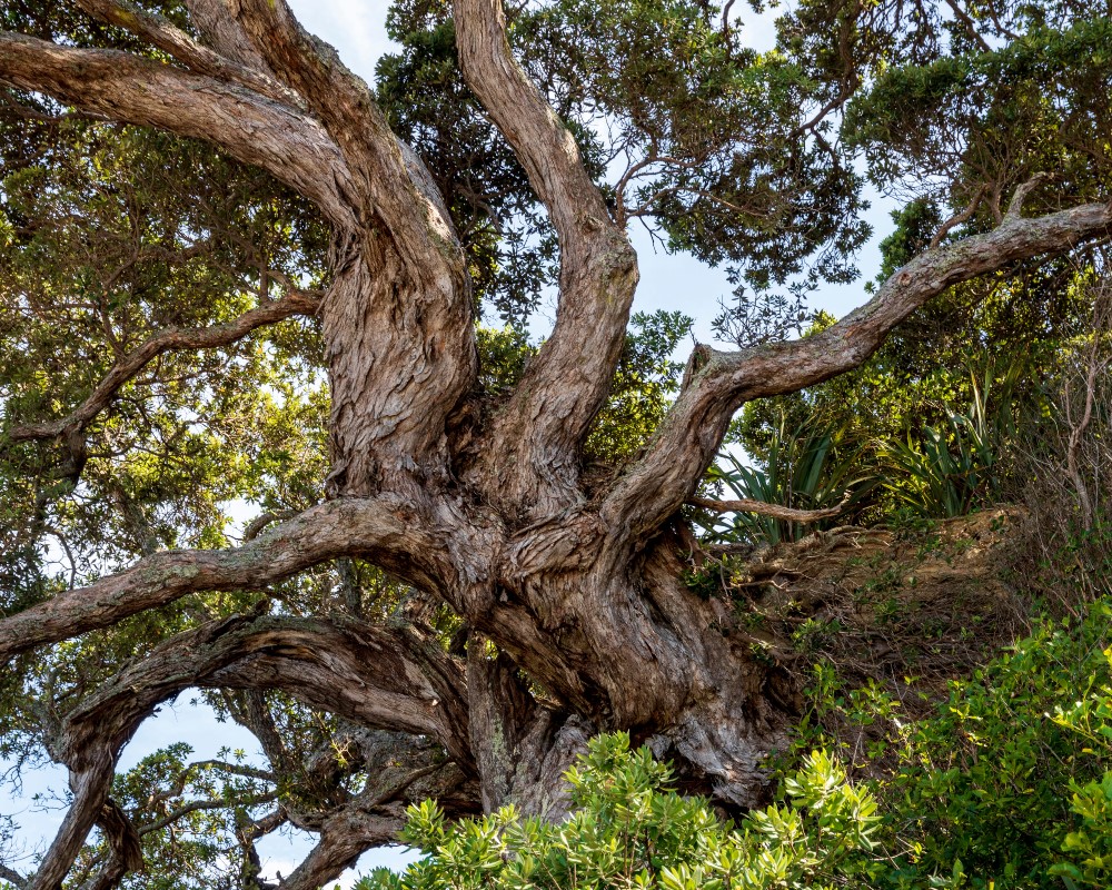 img_native tree forest