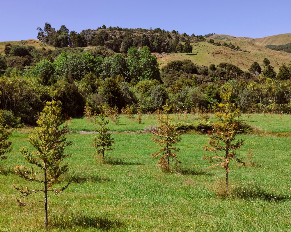 img_sustainable land planting natives