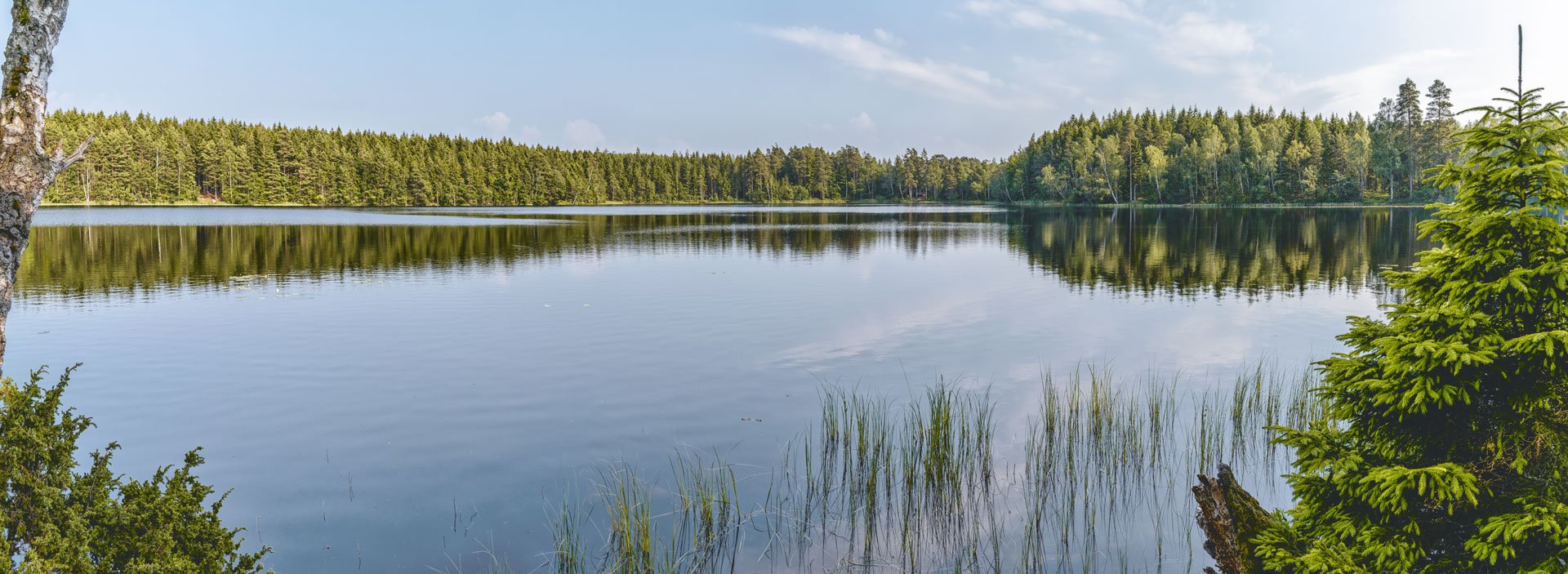 Svensk miljö, träd i anslutning till en sjö.