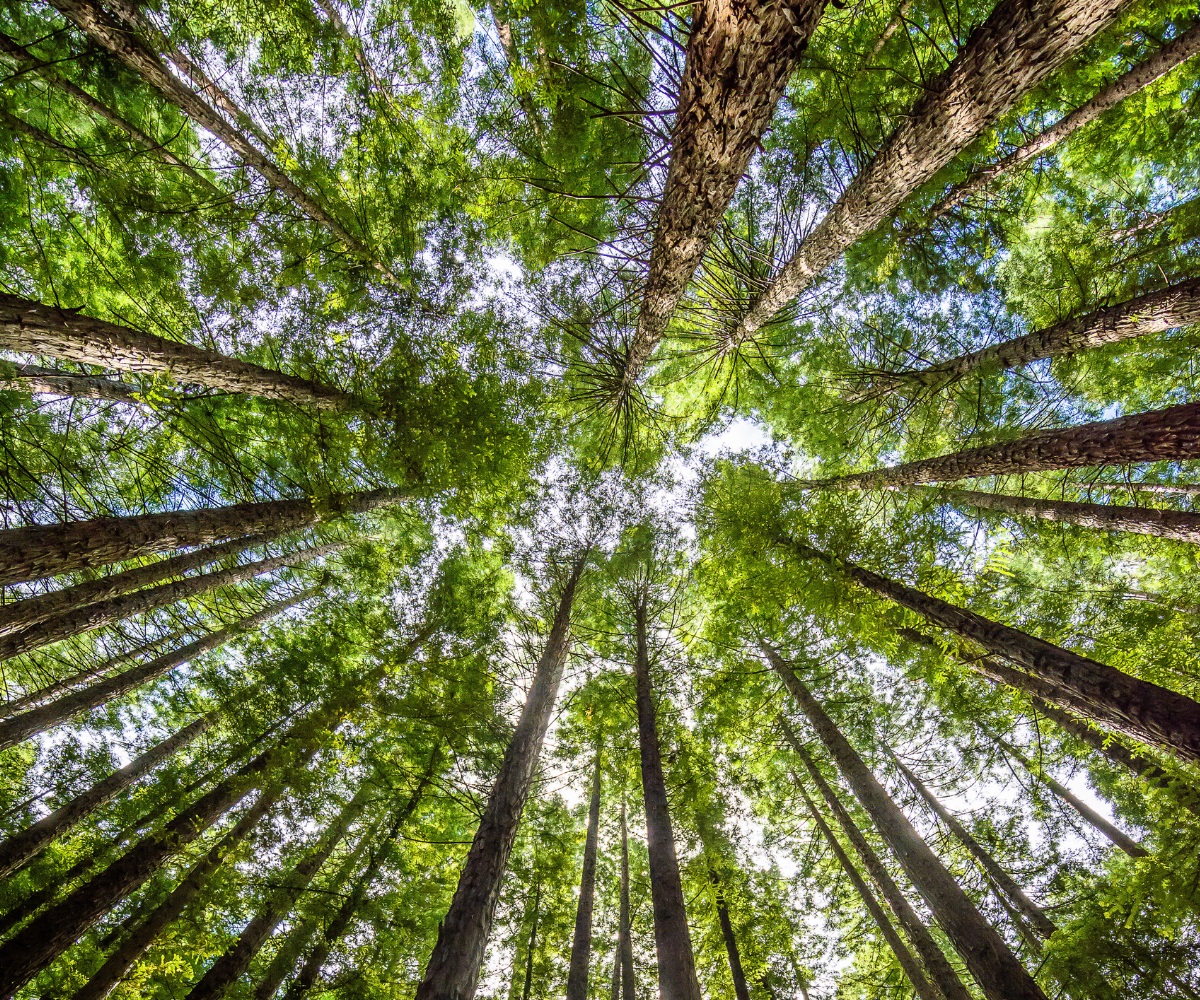 in-page-1200x1000-forestry updated